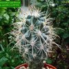 Sclerocactus _parviflorus ssp.parviflorus _RP108 _06